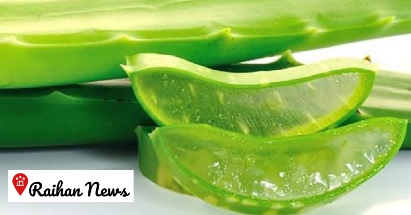 How to Whiten the Groin with Aloe Vera