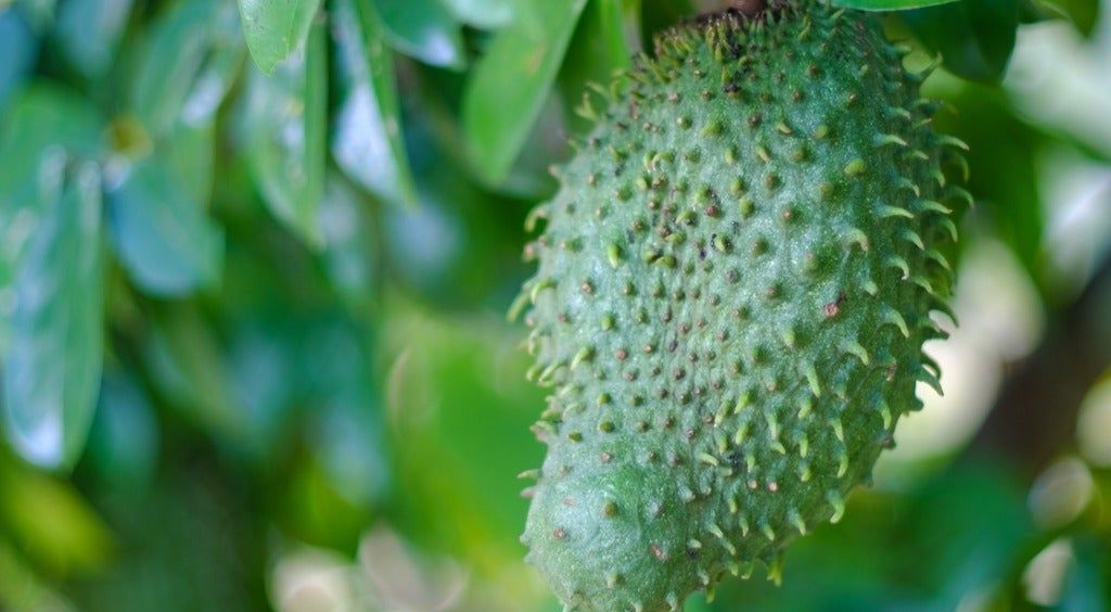 Tons of Benefits and Efficacy of Soursop Fruit for Health